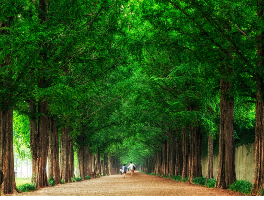 [상품코드 9979] 당일 - 담양기차여행 (수원,천안,평택역,동대구 출발) 담양 시티투어 담양죽녹원/강천산구름다리/메타세콰이어(중식제공)
