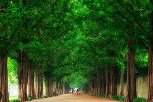 [상품코드 9979] 당일 - 담양기차여행 (수원,천안,평택역,동대구 출발) 담양 시티투어 담양죽녹원/강천산구름다리/메타세콰이어(중식제공)