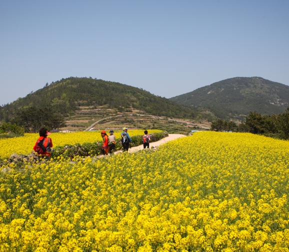 [상품코드 8497] 1박2일 - 청산도와 남도 여행 강진,백련사,가우도,보성녹차밭   [ 부전/동대구/창원 출발 ]