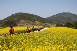 [상품코드 8497] 1박2일 - 청산도와 남도 여행 강진,백련사,가우도,보성녹차밭   [ 부전/동대구/창원 출발 ]