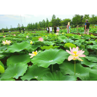 [상품코드 6899] [ 당일 - 강릉기차여행] KTX  천년의 도시! 강릉명소(오죽헌/경포호수/안목항/바다부채길) [출발확정]