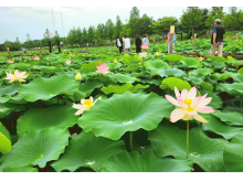 [상품코드 6899] [ 당일 - 강릉기차여행] KTX  천년의 도시! 강릉명소(오죽헌/경포호수/안목항/바다부채길) [출발확정]