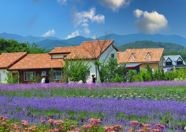 [상품코드 5339] 당일-강원도기차여행 - 동해바다 고성 화진포(6월라벤더)&금강산 건봉사&왕곡마을/속초 바다정원 당일 (가이드동행)(중식제공)