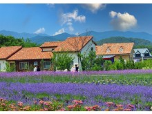 [상품코드 5339] 당일-강원도기차여행 - 동해바다 고성 화진포(6월라벤더)&금강산 건봉사&왕곡마을/속초 바다정원 당일 (가이드동행)(중식제공)