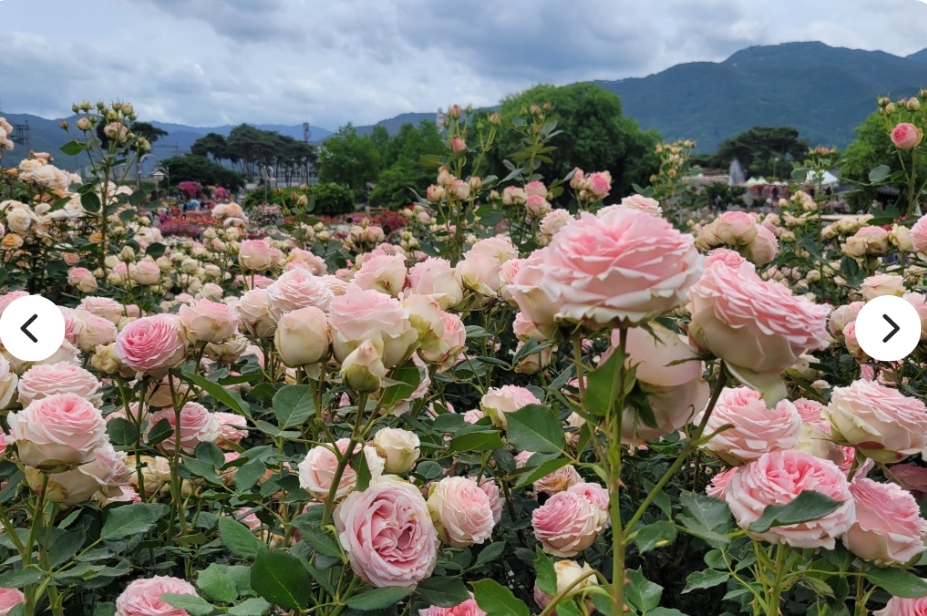 [상품코드 1616] 당일 - 국악와인열차] 5월 25(월) 31(일) 곡성 세계장미축제 / 남원 지리산 허브밸리