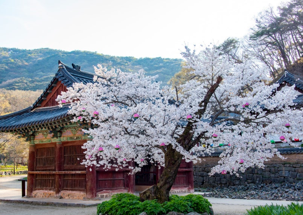 [상품코드 5459] 당일- 공주 마곡사&부여 정림사지&궁남지 @2식 제공 당일 기차여행(가이드동행)