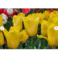 [상품코드 3470]  태안튤립축제 [새마을호] 수덕사 & 태안 세계원예치유박람회 + 꽃지해변 기차여행 (당일)  맛집여행