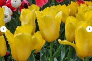 [상품코드 3470]  태안튤립축제 [새마을호] 수덕사 & 태안 세계원예치유박람회 + 꽃지해변 기차여행 (당일)  맛집여행