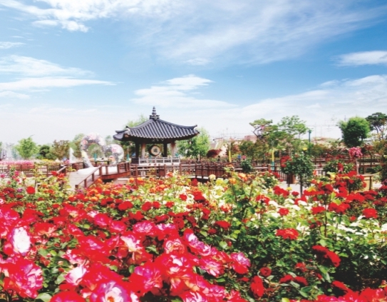 [상품코드 4801] 당일 - 곡성장미+전주한옥마을 ♥봄꽃♥ [KTX+버스]곡성 세계장미축제+전주한옥마을(5/16~25)