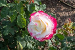 [상품코드 4399] 당일 - 삼척장미축제여행 ♥봄꽃♥[KTX-당일]다함께 로~즈 삼척장미축제+묵호 (5/19~25)