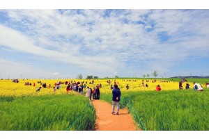 [상품코드 5808] 당일 - [KTX] 고창 청보리축제 * 선운사 동백꽃 당일 (4/18~5/10)(중식제공)