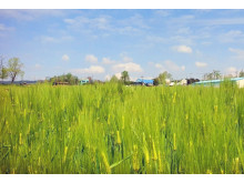 [상품코드 3399] 당일 - 고창보리밭+유채꽃 [KTX][SRT] 고창 청보리밭 & 부안 수성당 유채꽃ㆍ동백꽃 미식 하루 기차여행 (가이드동행)[중식,석식제공]