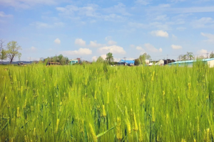 [상품코드 3399] 당일 - 고창보리밭+유채꽃 [KTX][SRT] 고창 청보리밭 & 부안 수성당 유채꽃ㆍ동백꽃 미식 하루 기차여행 (가이드동행)[중식,석식제공]