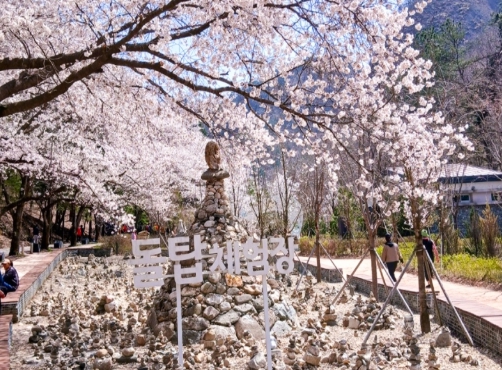 [상품코드 7399] 당일 - 마이산 벚꽃여행 마이산 탑사 벚꽃&월영산 출렁다리(당일)[부산,동대구,울산,창원,포항,서울,수원,대전 출발](석식제공)