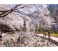 [상품코드 7399] 당일 - 마이산 벚꽃여행 마이산 탑사 벚꽃&월영산 출렁다리(당일)[부산,동대구,울산,창원,포항,서울,수원,대전 출발](석식제공)