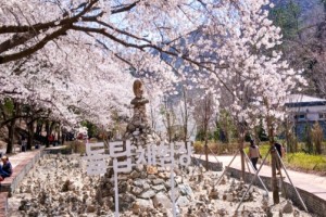 [상품코드 7399] 당일 - 마이산 벚꽃여행 마이산 탑사 벚꽃&월영산 출렁다리(당일)[부산,동대구,울산,창원,포항,서울,수원,대전 출발](석식제공)