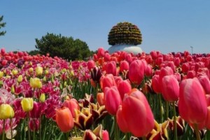 [상품코드 6679] 당일 - 튤립축제여행 무궁화호/봄꽃 2026 태안 튤립축제&안면도 자연휴양림&꽃지해변 당일 기차여행