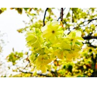 [상품코드 7979] 당일 - 개심사벚꽃여행 서산 개심사 청벚꽃,겹벚꽃&해미읍성(가이드동행)(석식제공)