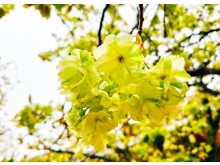 [상품코드 7979] 당일 - 개심사벚꽃여행 서산 개심사 청벚꽃,겹벚꽃&해미읍성(가이드동행)(석식제공)