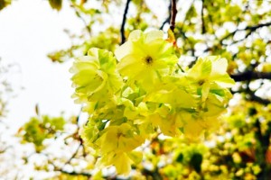 [상품코드 7979] 당일 - 개심사벚꽃여행 서산 개심사 청벚꽃,겹벚꽃&해미읍성(가이드동행)(석식제공)