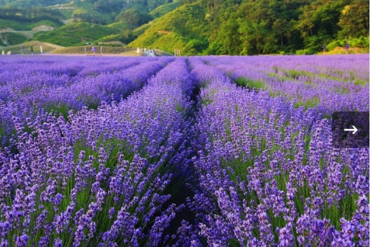 [상품코드 9898] 당일축제여행 - KTX SRT - 보랏빛 꽃천지!! 정읍 허브원 라벤더꽃 & 담양죽녹원 & 메타세콰이어 여행(중식제공)--대전역 승하차(5/23~)