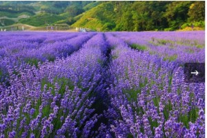 [상품코드 9898] 당일축제여행 - KTX SRT - 보랏빛 꽃천지!! 정읍 허브원 라벤더꽃 & 담양죽녹원 & 메타세콰이어 여행(중식제공)--대전역 승하차(5/23~)