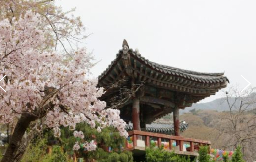 [상품코드 9151] 무궁화호 - 서산 유기방 가옥 수선화 꽃잔치 & 개심사 벚꽃 & 해미읍성 여행(중식제공)