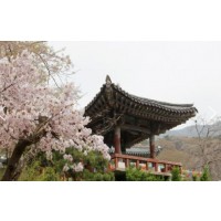 [상품코드 9151] 무궁화호 - 서산 유기방 가옥 수선화 꽃잔치 & 개심사 벚꽃 & 해미읍성 여행(중식제공)