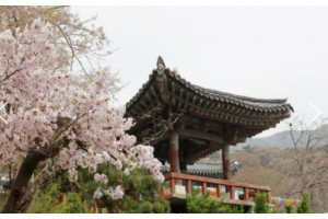 [상품코드 9151] 무궁화호 - 서산 유기방 가옥 수선화 꽃잔치 & 개심사 벚꽃 & 해미읍성 여행(중식제공)