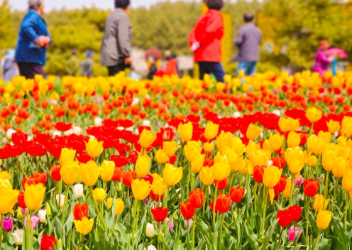 [상품코드 7890] 당일-튤립축제여행 태안 세계튤립꽃박람회&간월암(가이드동행)(수도권,경상권출발)(중식제공)