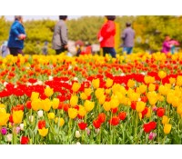 [상품코드 7890] 당일-튤립축제여행 태안 세계튤립꽃박람회&간월암(가이드동행)(수도권,경상권출발)(중식제공)
