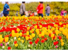 [상품코드 7890] 당일-튤립축제여행 태안 세계튤립꽃박람회&간월암(가이드동행)(수도권,경상권출발)(중식제공)