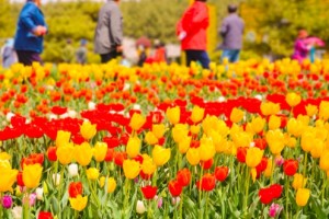 [상품코드 7890] 당일-튤립축제여행 태안 세계튤립꽃박람회&간월암(가이드동행)(수도권,경상권출발)(중식제공)